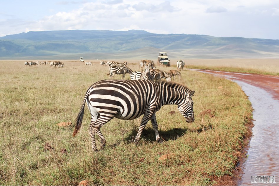 (스압주의) 웰컴 투 사파리 파크 - 1편 탄자니아 응고롱고로_33.jpg