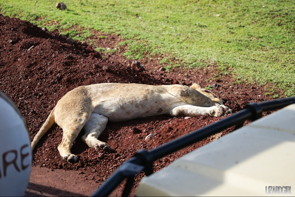 (스압주의) 웰컴 투 사파리 파크 - 1편 탄자니아 응고롱고로_42.jpg