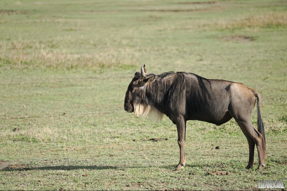 (스압주의) 웰컴 투 사파리 파크 - 1편 탄자니아 응고롱고로_51.jpg