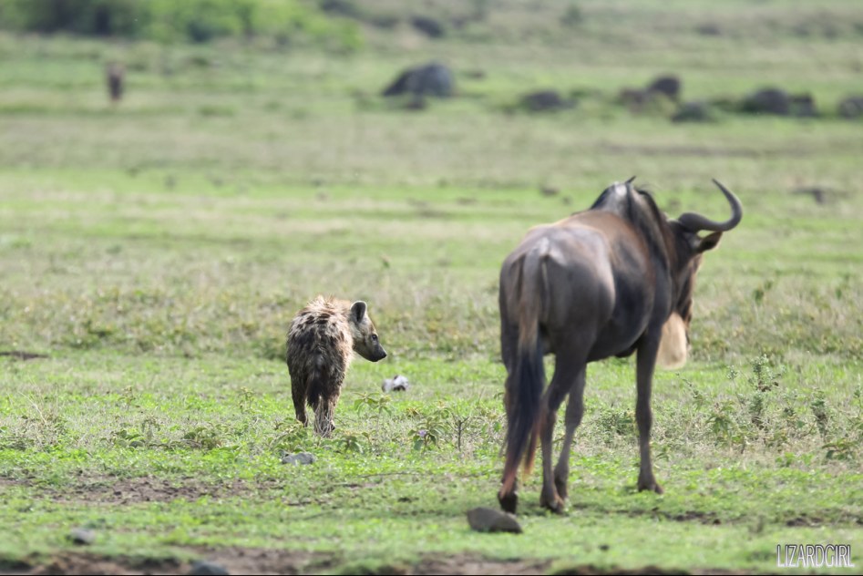 (스압주의) 웰컴 투 사파리 파크 - 1편 탄자니아 응고롱고로_53.jpg