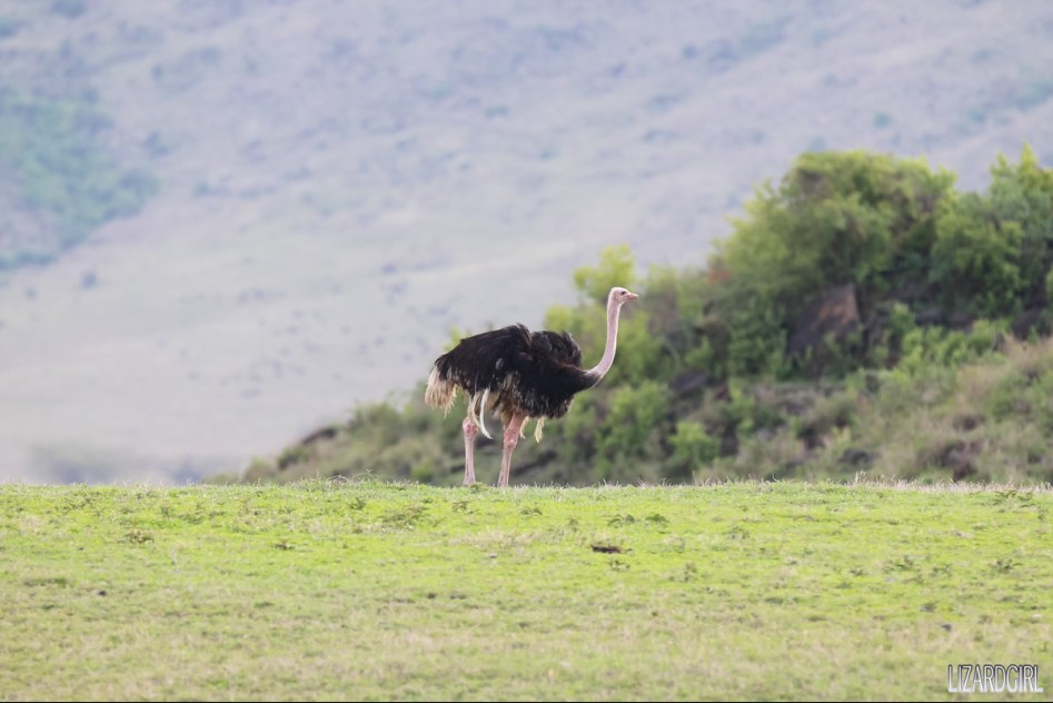 (스압주의) 웰컴 투 사파리 파크 - 1편 탄자니아 응고롱고로_57.jpg