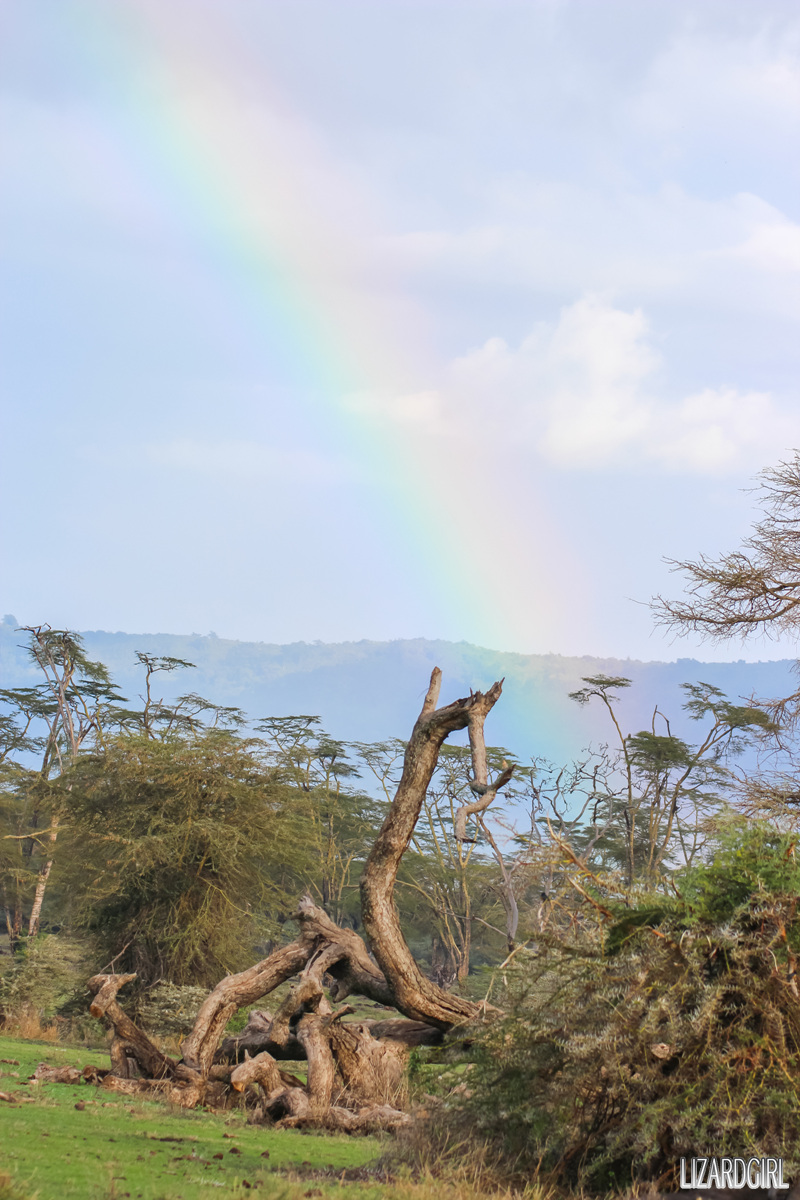 (스압주의) 웰컴 투 사파리 파크 - 1편 탄자니아 응고롱고로_60.jpg