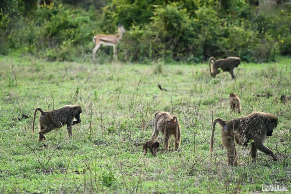 (스압주의) 웰컴 투 사파리 파크 - 1편 탄자니아 응고롱고로_63.jpg