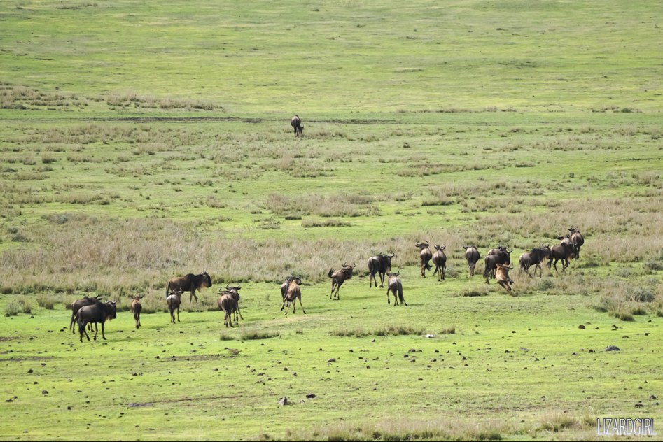(스압주의) 웰컴 투 사파리 파크 - 1편 탄자니아 응고롱고로_78.jpg