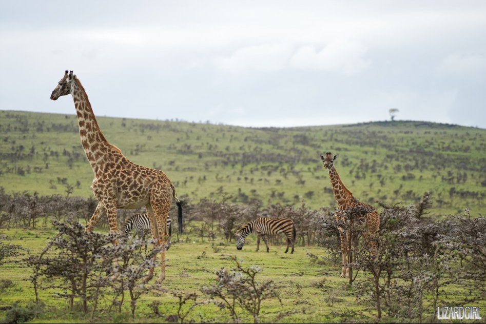 (스압주의) 웰컴 투 사파리 파크 - 1편 탄자니아 응고롱고로_81.jpg