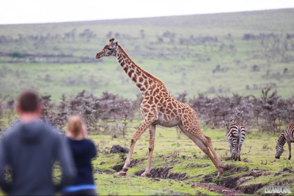 (스압주의) 웰컴 투 사파리 파크 - 1편 탄자니아 응고롱고로_85.jpg