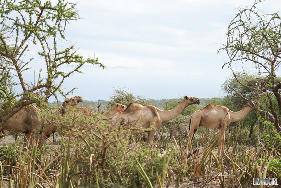 (스압주의) 웰컴 투 사파리 파크 - 1편 탄자니아 응고롱고로_86.jpg
