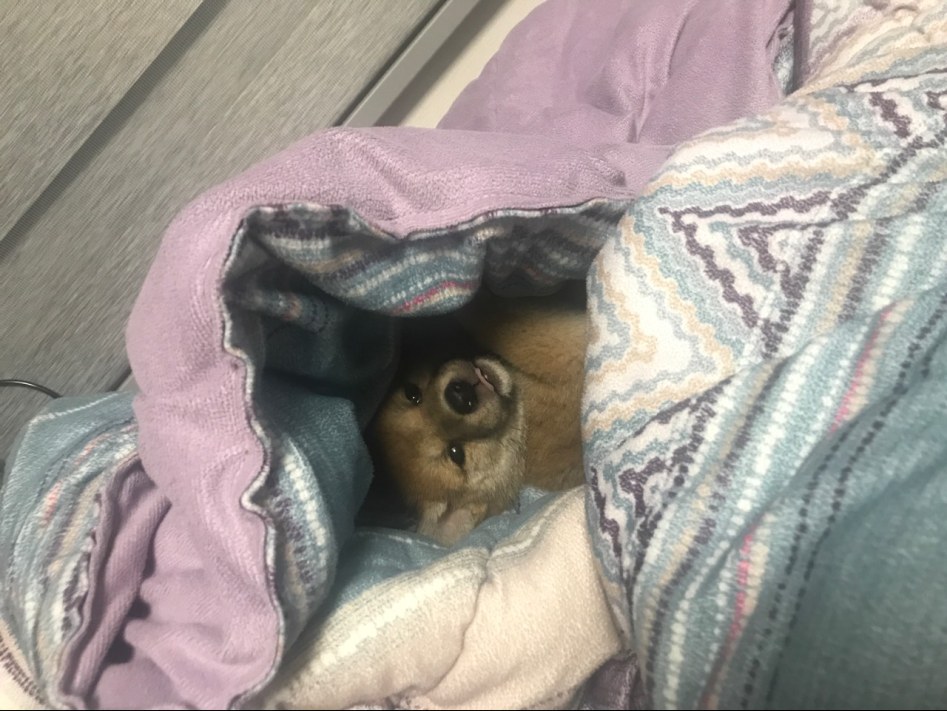 서른중반,, 시바와 같이사는 아재집_59.jpg