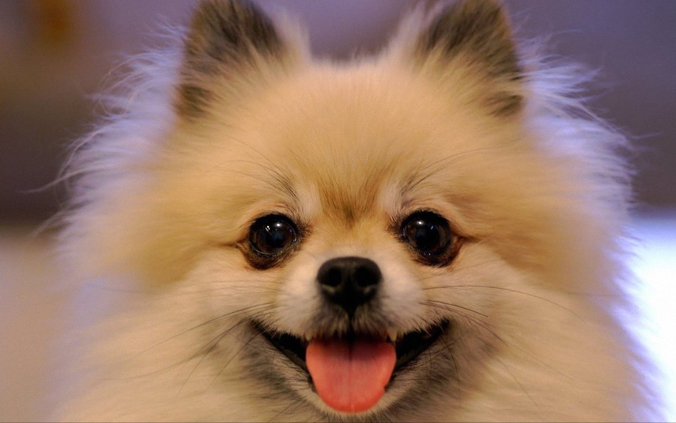 pomeranian-smile-face_96217-1920x1200.jpg