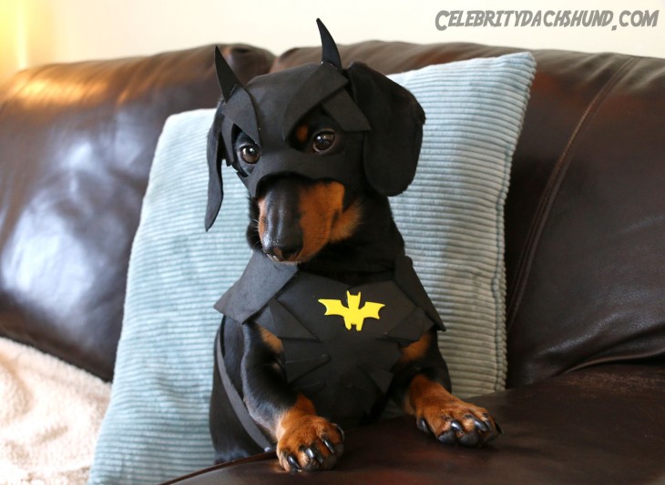 batdog-e1422304834126.jpg