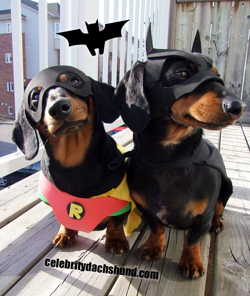 batdog-and-robin.jpg