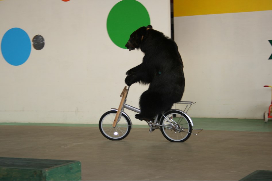 스트라이다 고자 자전거