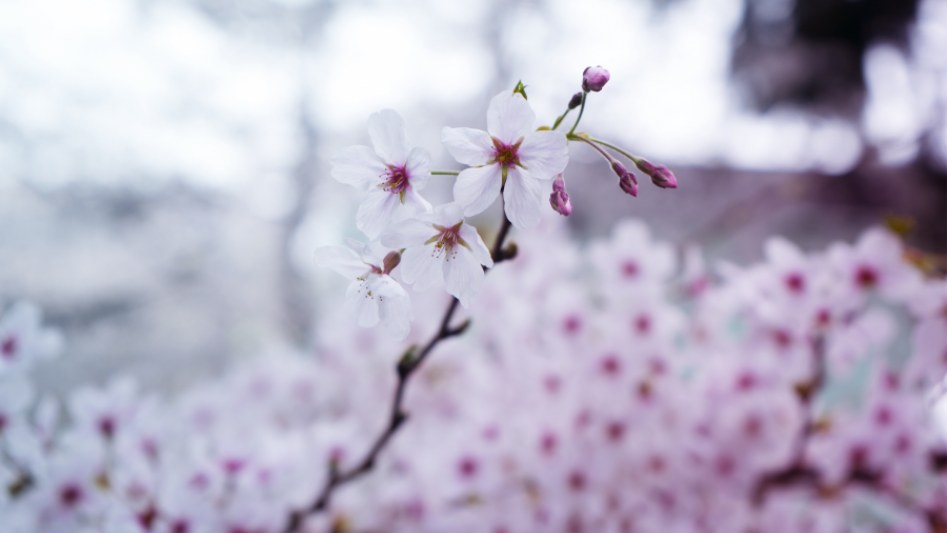 체리 블라썸♥_2.jpg