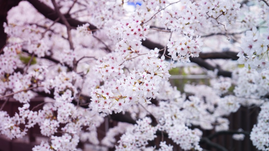 체리 블라썸♥_3.jpg