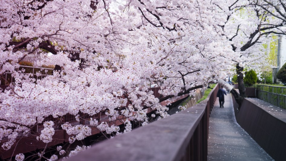 체리 블라썸♥_1.jpg