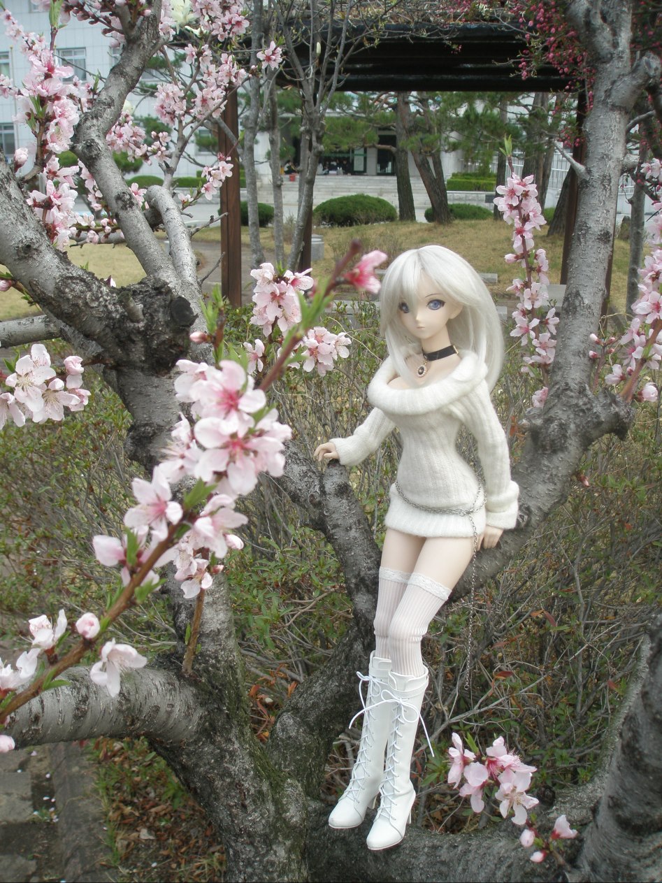 바람속에서의 벚꽃 출사_7.jpg