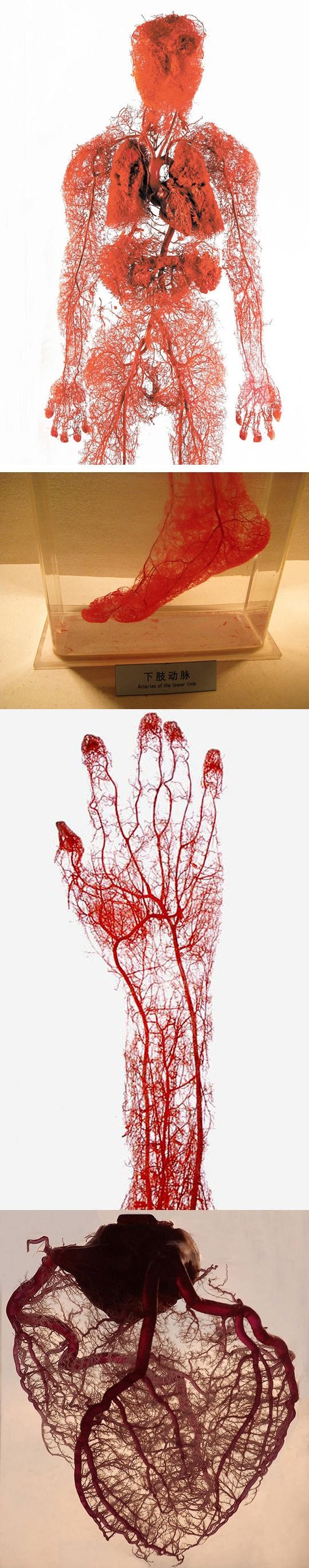 Blood+vessels_6b73cb_5994798.jpg