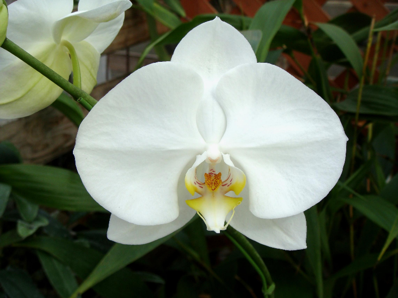 Screenshot-2018-5-3 phalaenopsis white dream - Google Search.png