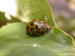 250px-Harmonia_conformis.jpg