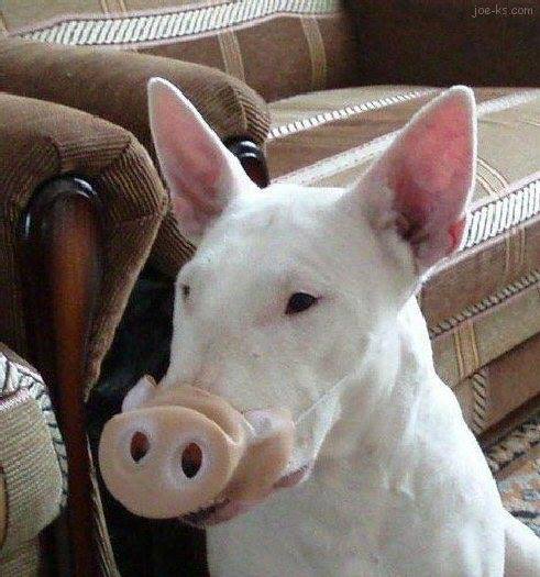 디시놈들 뉴게임 작가 발언마저 실드친다면_1.jpg