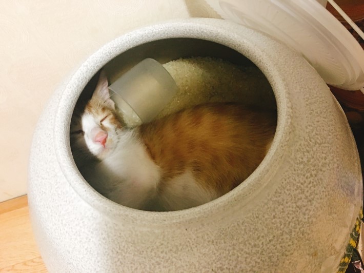 호불호 갈리는 밥도둑 검거_2.jpeg