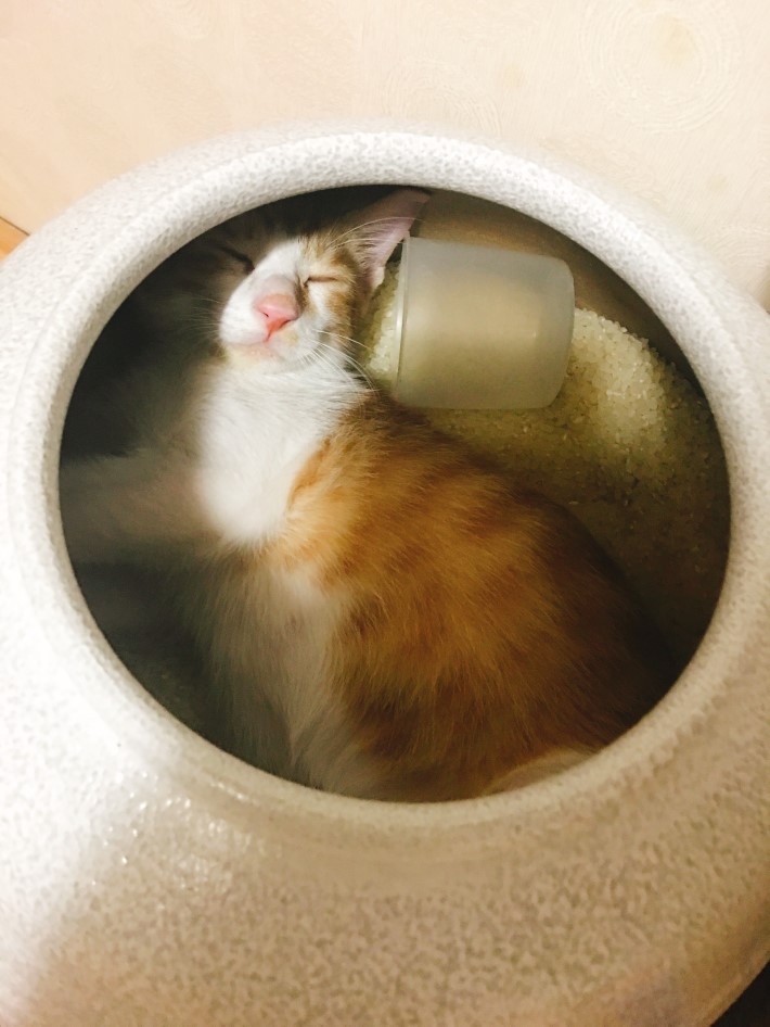 호불호 갈리는 밥도둑 검거_1.jpeg