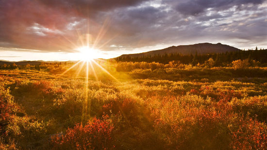 meadow-sunrise.jpg