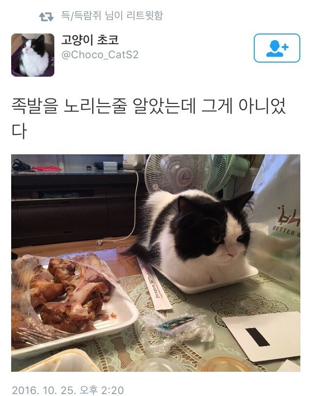 족발을 노리는 고양이.jpg_1.jpeg