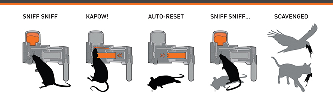 3421269320_xMRImpor_Rat_Stoat_Traps_A24_Trap_Goodnature_530x402x.png