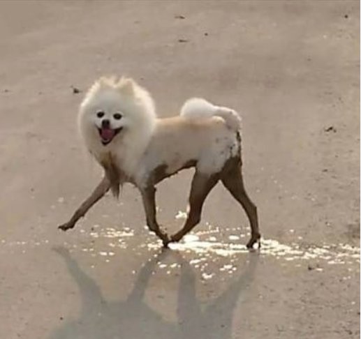 흙탕물에서 뒹굴다 나온 댕댕이_3.jpg