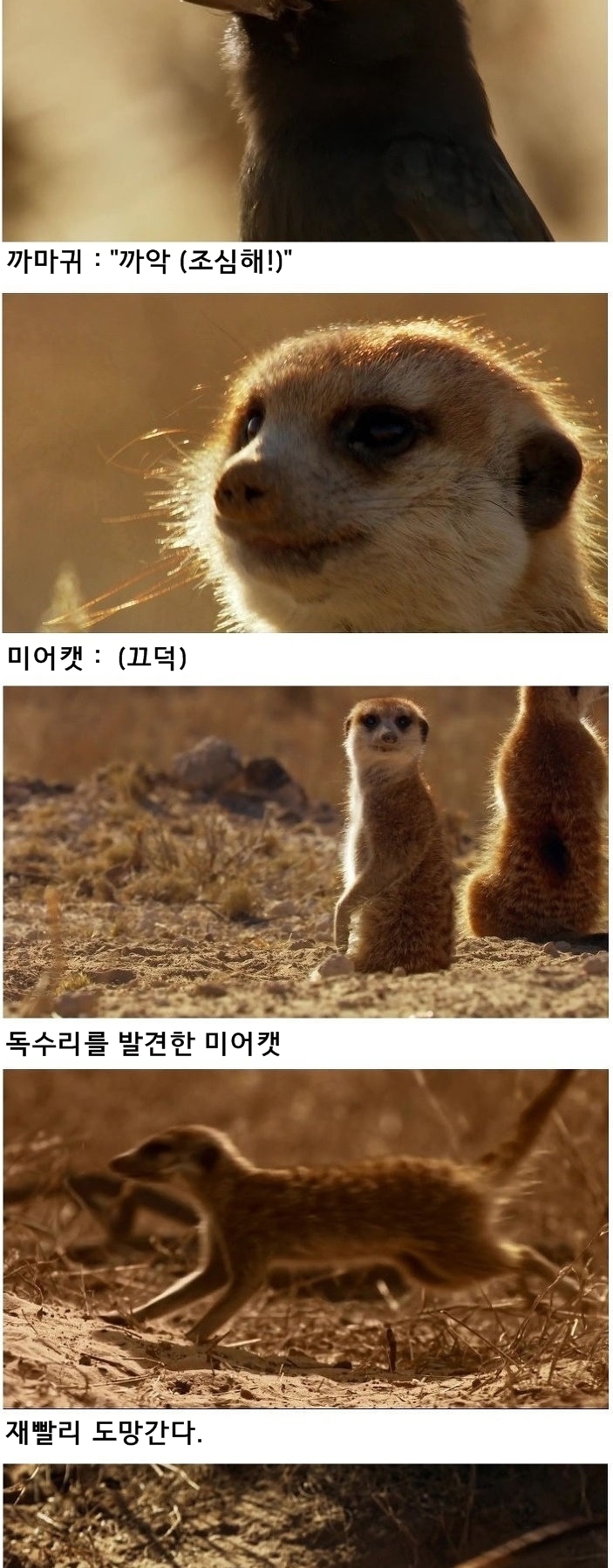 미어캣은 또 속았습니다_3.jpg