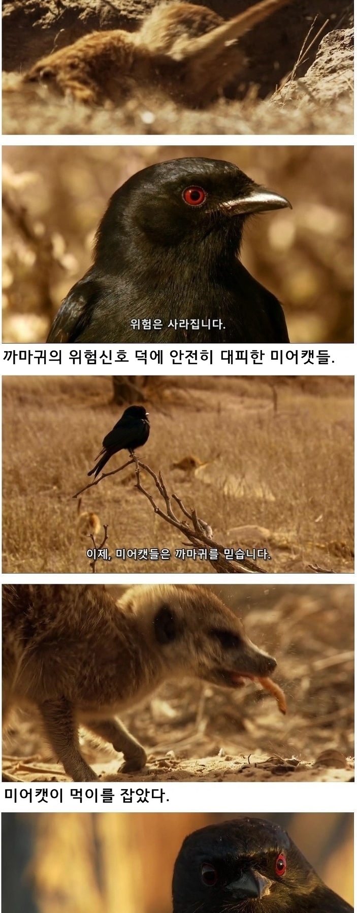 미어캣은 또 속았습니다_4.jpg