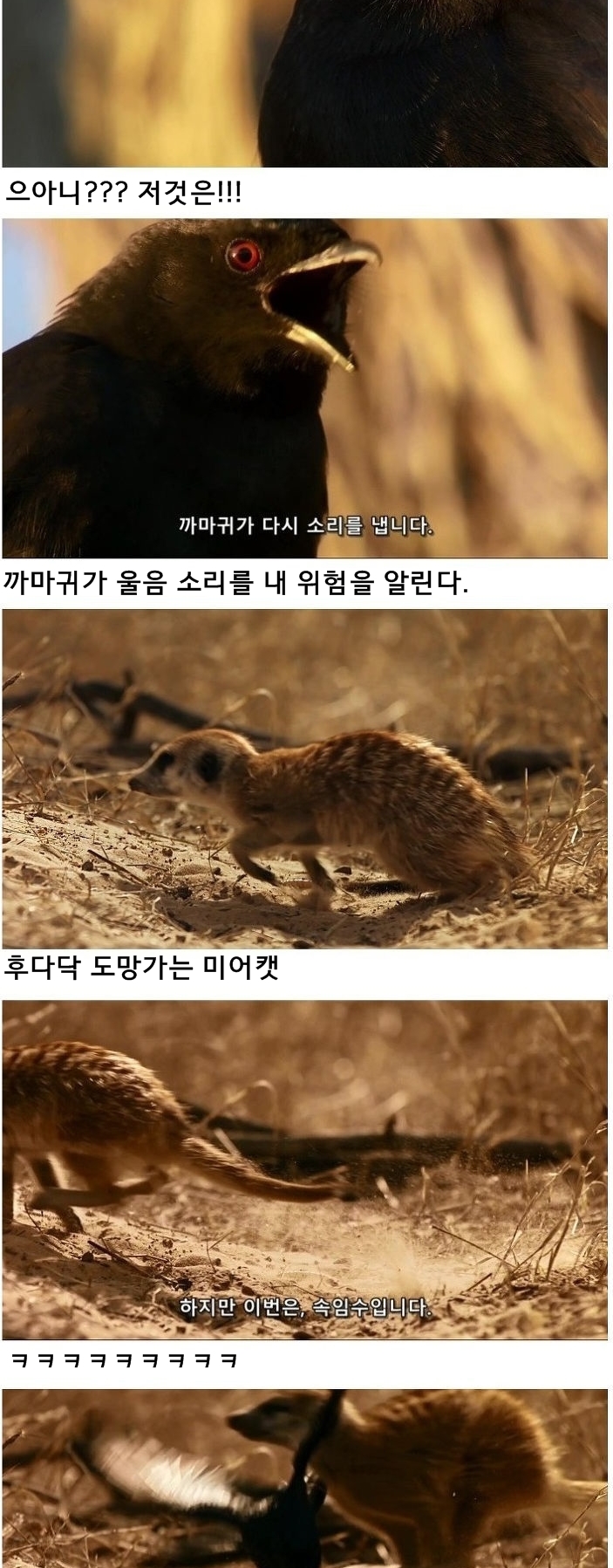 미어캣은 또 속았습니다_5.jpg