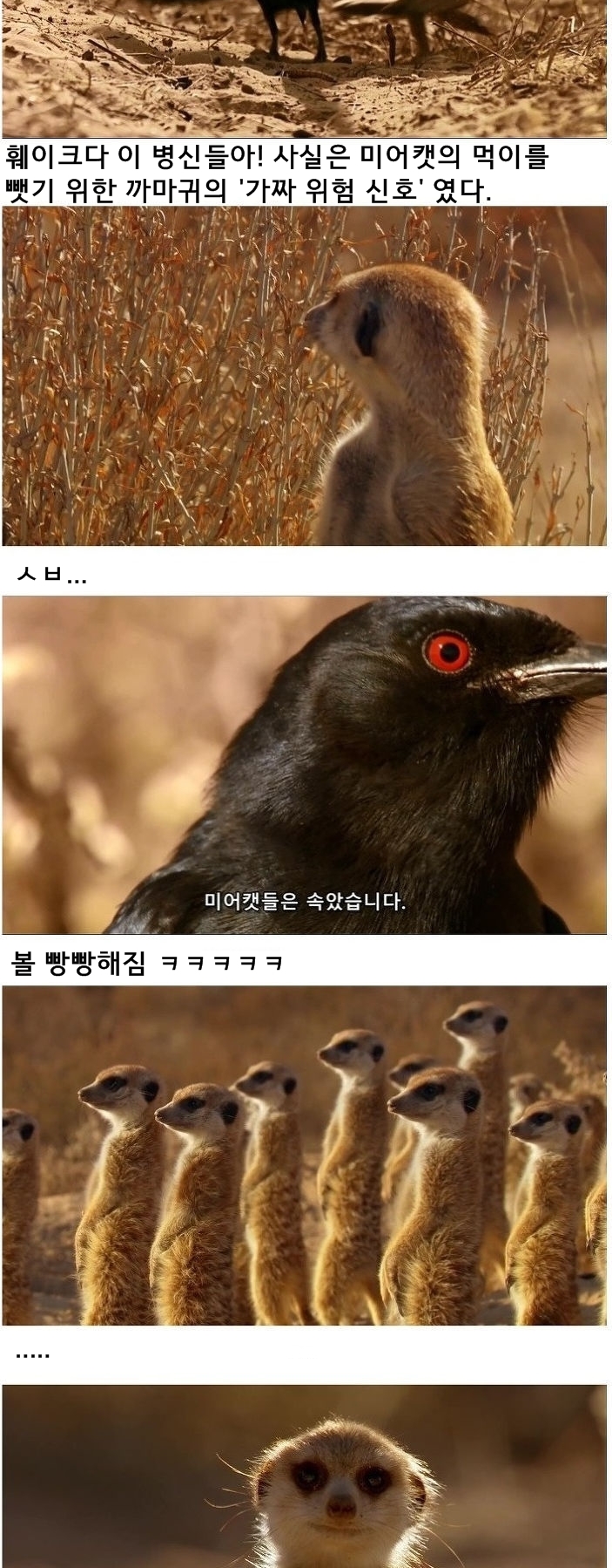 미어캣은 또 속았습니다_6.jpg