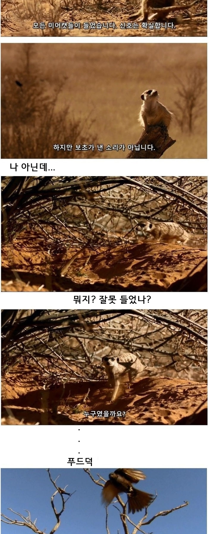 미어캣은 또 속았습니다_9.jpg