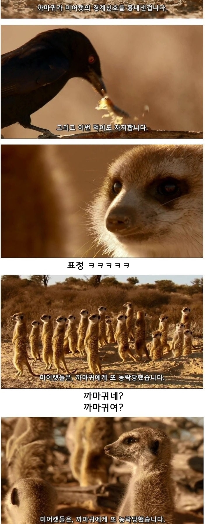 미어캣은 또 속았습니다_11.jpg