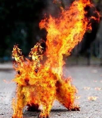 람쥐썬더가 한물 간 이유_3.jpg