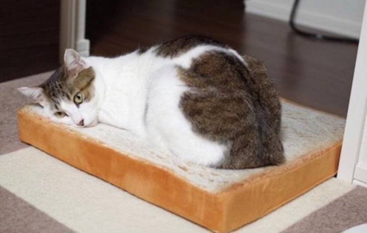 식빵위에 식빵_4.jpeg