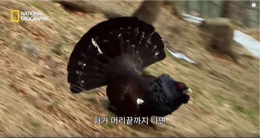 뇌조1.png