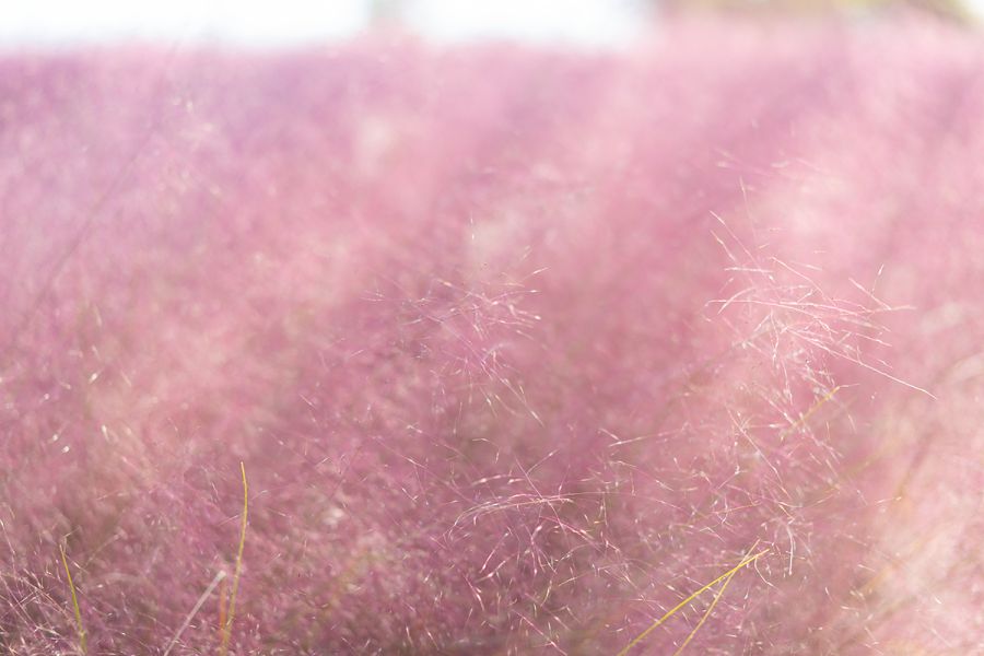 핑크뮬리 출사_1.png