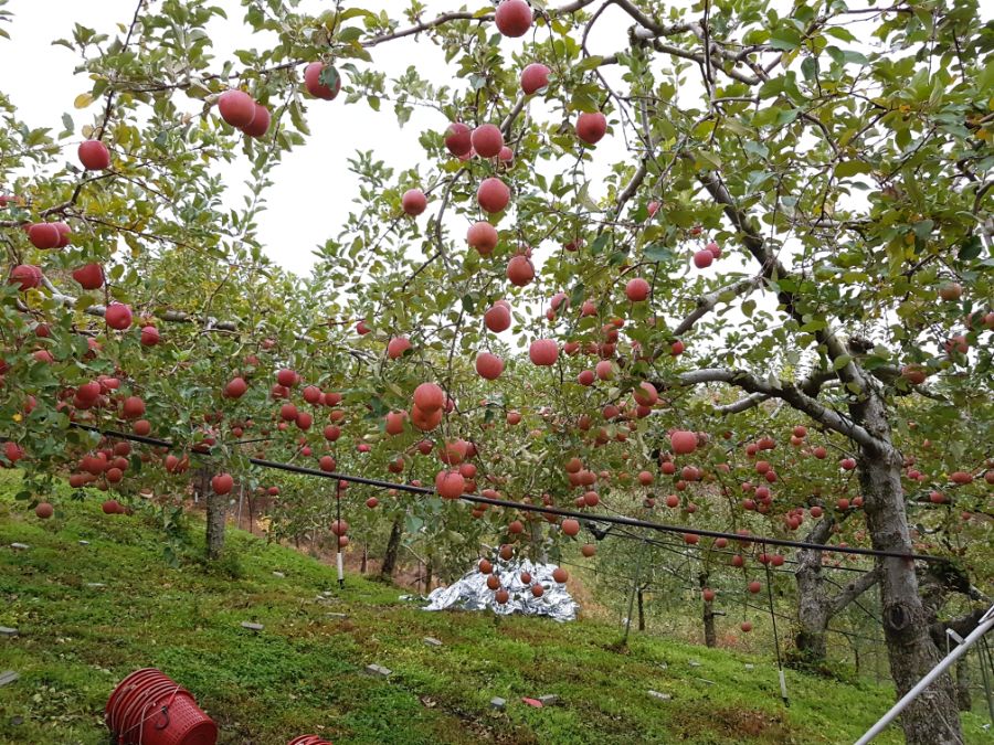 사과빌런네 집 요약.jpg_4.jpg