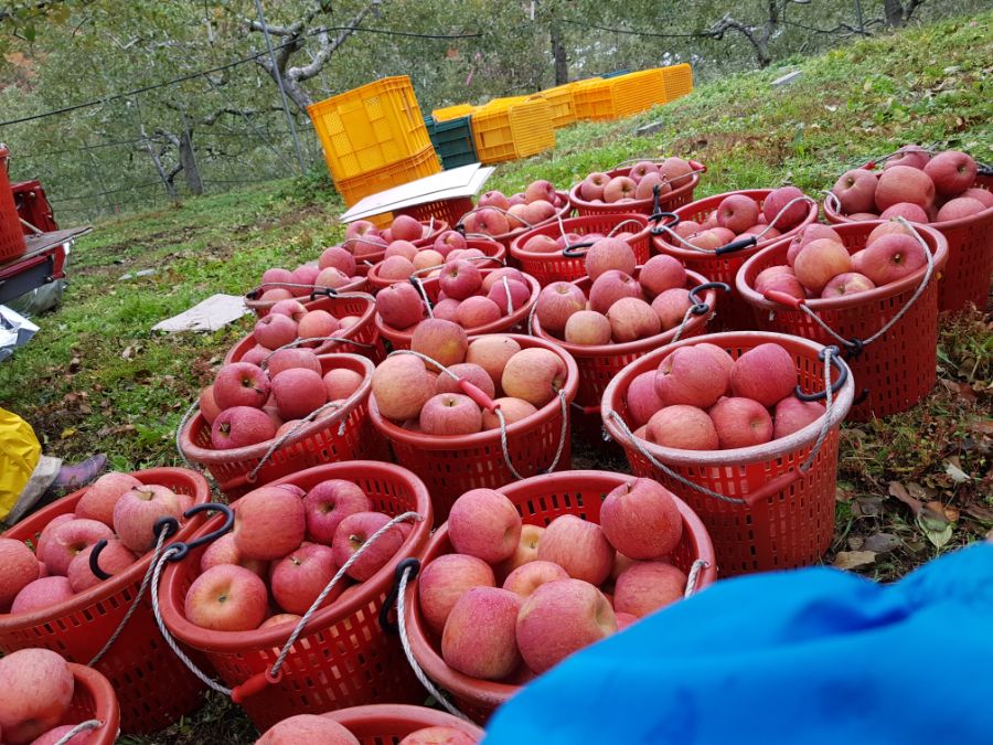 사과빌런네 집 요약.jpg_2.jpg