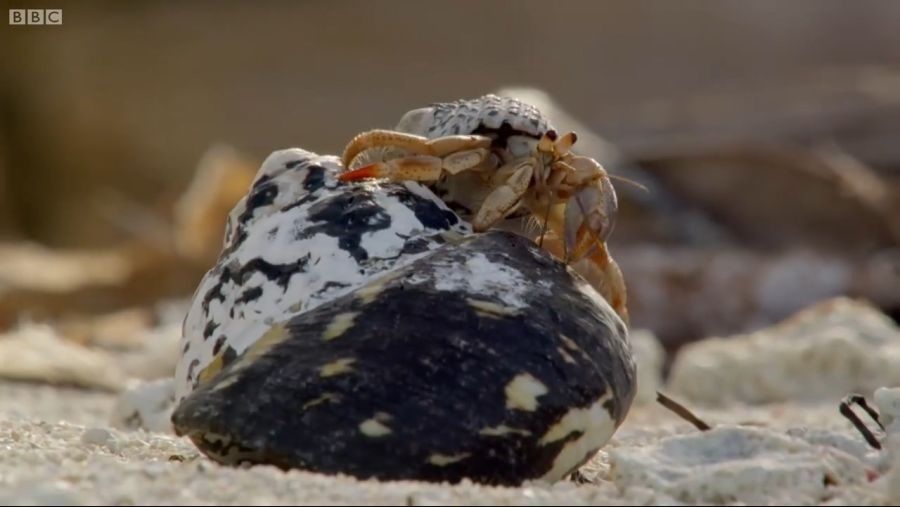 Amazing Crabs Shell Exchange _ Life Story _ BBC_20181109_103248.412.jpg