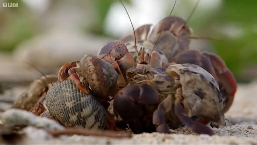 Amazing Crabs Shell Exchange _ Life Story _ BBC_20181109_103313.307.jpg