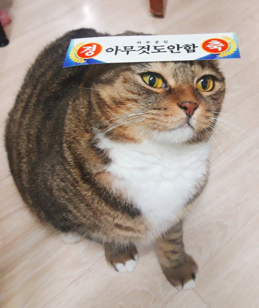 고양이를 하루종일 관찰한 결과_2.jpg