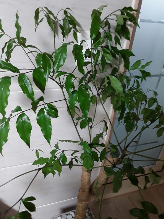 집들이 선물로 받은 애들이 힘을 못씁니다.._1.jpg