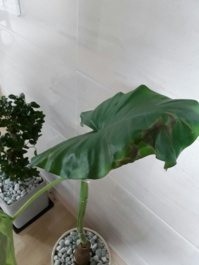 집들이 선물로 받은 애들이 힘을 못씁니다.._3.jpg