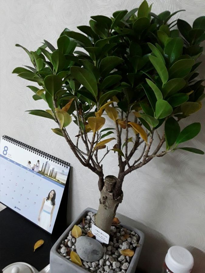 집들이 선물로 받은 애들이 힘을 못씁니다.._6.jpg