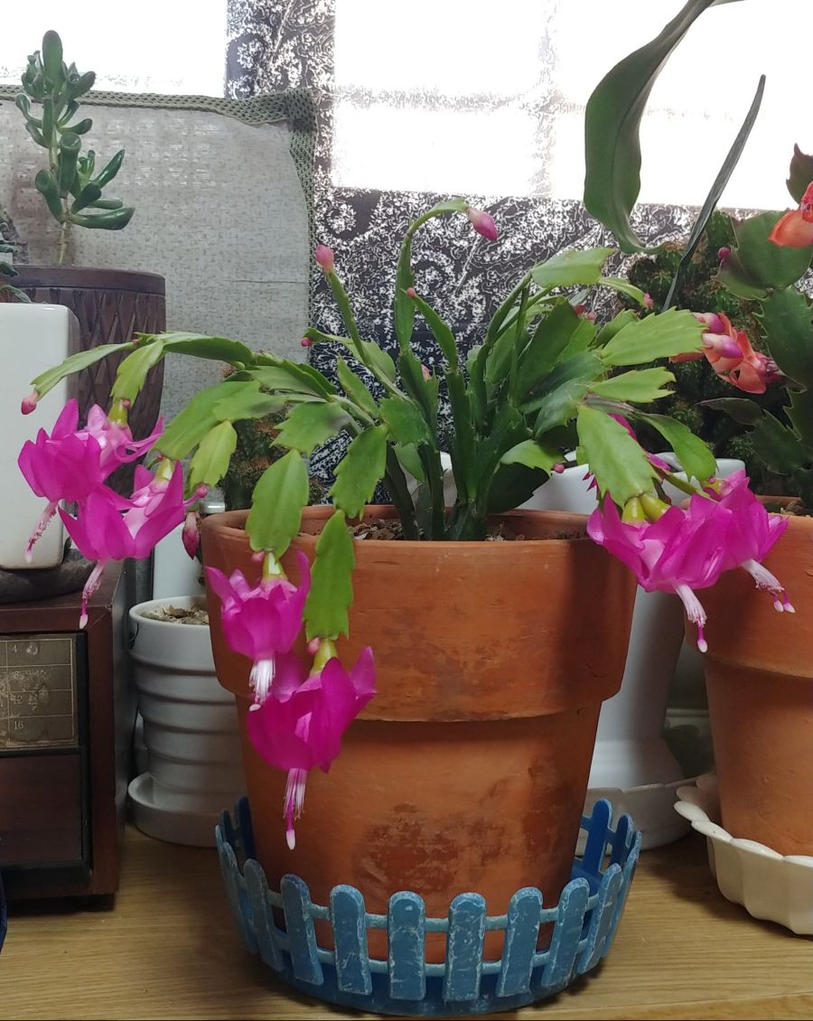 집에 오니 피어 있는 꽃_1.jpg