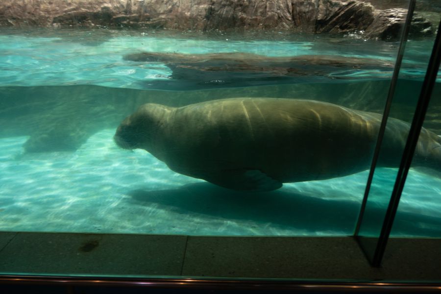 [스압] 러브라이브 없이도 누마즈를 즐기는 법 - 시즈오카 여행_120.jpg